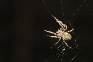 Bridge spider (Larinioides sclopetarius) or bridge spider, in web, Federsee, Bad Buchau,