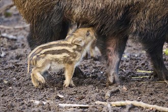 Wild boar (Sus scrofa) squeaker sucking on the tits of its mother in a forest, Bavaria, Germany