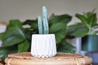 Potted Cactus (Cereus) houseplant on wooden table with other plants in blurry living room