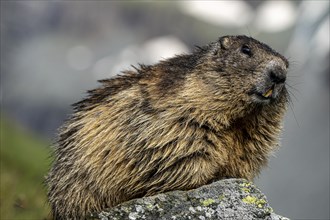 Wild marmots in the area of the HIGH TAUERN, Salzburg