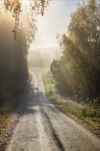 Gravel road in morning fog in autumn in a forest