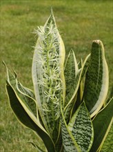 Close-up of bow hemp (Sansevieria) with flower, pot plant