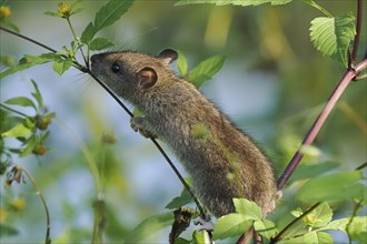 A juvenile brown rat (Rattus norvegicus) climbing on a plant stem in a green, natural environment,