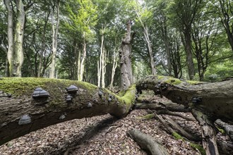 Deadwood with tinder fungus (Fomes fomentarius) in beech forest (Fagus sylvatica), Emsland, Lower