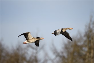 Greylag goose (Anser anser), pair in flight, subsidence area, Bottrop, Ruhr area, North