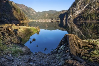 The Vordere Gosausee in autumn with a view of the Gasthof Gosausee. A tree stump in the foreground.