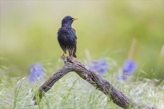 Starling (Sturnus vulgaris), Common starling, sitting on a branch, foraging for food, colourful