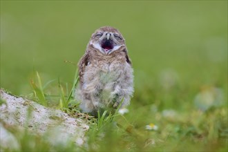 Burrowing Owl (Speotyto cunicularia), young bird in meadow yawns near nesting cave, Pembroke Pines,