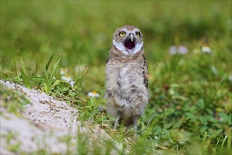 Burrowing Owl (Speotyto cunicularia), young bird in meadow yawns near nesting cave, Pembroke Pines,