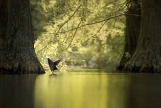 Young coot (Fulica atra) stretching its wings backwards while preening, backlight, framed by trunks