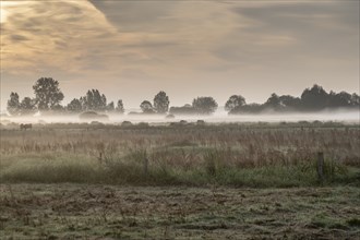 Rising morning mist in the Borgfelder Wümmewiesen nature reserve, Bremen, Germany, Europe