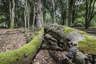 Deadwood with tinder fungus (Fomes fomentarius) in beech forest (Fagus sylvatica), Emsland, Lower