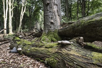 Deadwood with tinder fungus (Fomes fomentarius) in beech forest (Fagus sylvatica), Emsland, Lower