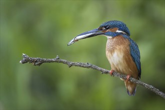 Kingfisher (Alcedo atthis) female on branch, male with pike as prey, wedding present, courtship,