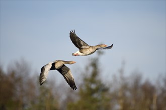 Greylag goose (Anser anser), pair in flight, subsidence area, Bottrop, Ruhr area, North