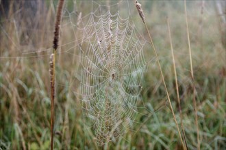 Spider web, cross spiders (Araneus), morning, dew, Germany, The spider sits in the centre of its