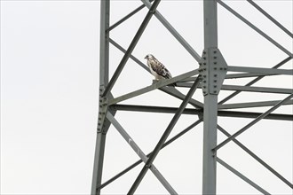 A steppe buzzard (Buteo buteo) perched on a metal structure (electricity pylon), against a bright