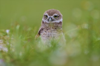 Burrowing Owl (Speotyto cunicularia), young bird in meadow, Pembroke Pines, Florida, USA, North