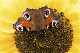 Close-up of a peacock butterfly (Inachis io, Nymphalis io) sitting on the centre of a large