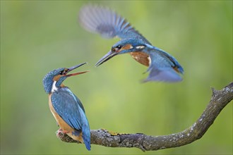 Kingfisher (Alcedo atthis) female on branch, male in flight, pair, mating, courtship, interaction,