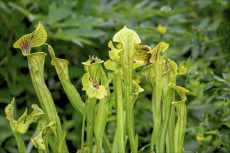 Trumpet pitcher (Sarracenia), North Rhine-Westphalia, Germany, Europe