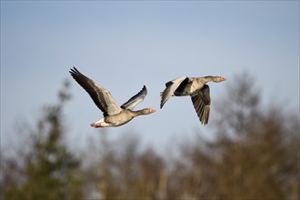 Greylag goose (Anser anser), pair in flight, subsidence area, Bottrop, Ruhr area, North