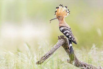 Hoopoe (Upupa epops) Bird of the Year 2022, caterpillar as prey for the young bird in the breeding