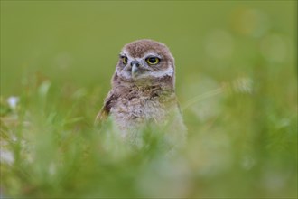 Burrowing Owl (Speotyto cunicularia), young bird in meadow, Pembroke Pines, Florida, USA, North