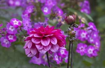 Dahlias (Dahlia), North Rhine-Westphalia, Germany, Europe