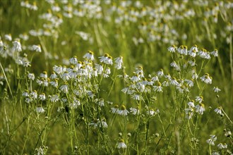 Meadow full of blooming camomile flowers, summer atmosphere, Münsterland, North Rhine-Westphalia,