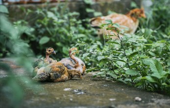 Group of chickens lying on the ground in the yard