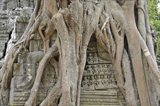 Strangler fig, Ficus altissima, Ta Som, Angkor, Cambodia, Asia