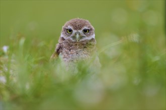 Burrowing Owl (Speotyto cunicularia), young bird in meadow, Pembroke Pines, Florida, USA, North