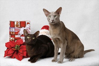 Oriental Shorthair Cat Christmas Decoration