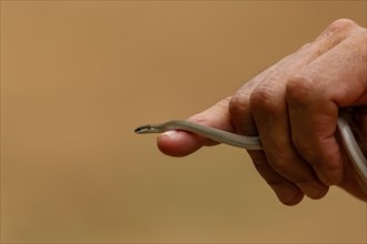 Tiny Spirit ground snake crawls over the index finger and hand of a man against ocher background,