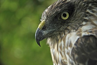 Portrait of Australasian Harrier Hawk, Circus approximans, New Zealand, Oceania