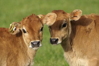 Cute Jersey calves, Westland, New Zealand, Oceania