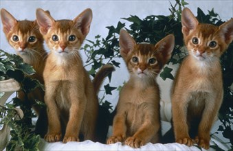 Abyssinian, 12 weeks old litter, Sorrel