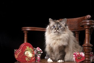 Holy Burmese Cat Christmas