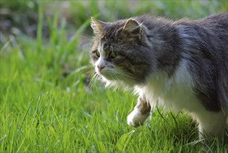 Half-wild tomcat stalking