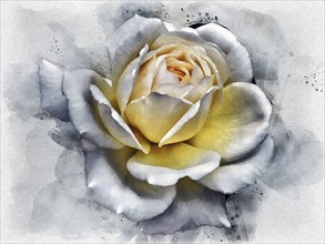 Watercolor painting of a large white rose with glowing yellow center