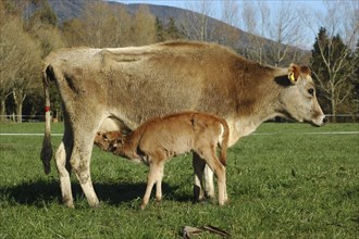 Jersey cow feeding her calf West Coast farm, South Island, New Zealand, Oceania