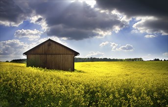 Blooming rapeseed field (lat. Brassica napus) with shed