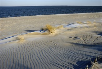 Beach at Ellenbogen, Sylt, Schleswig-Holstein, Germany, Europe