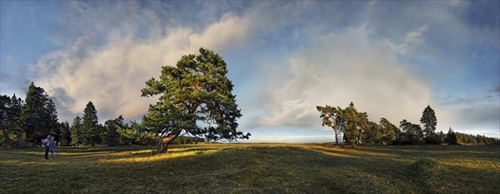 Old gnarled pine tree near Titting, Altmühltal nature park Park, Bavaria, Germany, Europe