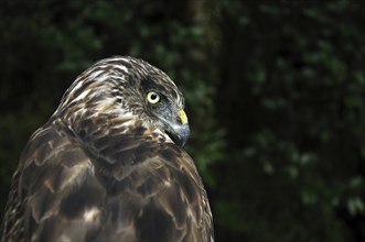 Portrait of Australasian Harrier Hawk, Circus approximans, New Zealand, Oceania