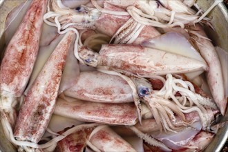 Freshly caught cuttlefish in Saigon, Vietnam, Asia