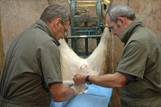 GREYMOUTH, NEW ZEALAND, CIRCA 2006: Vets implant an embryo into a surrogate hind during an embryo