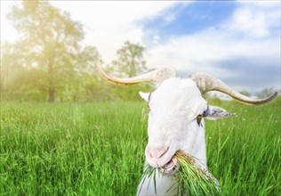 Funny white male goat with long horns and grass in its mouth, looking at the camera, in a field of