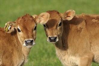 Cute Jersey calves, Westland, New Zealand, Oceania